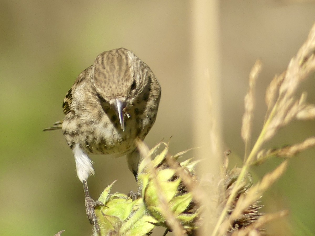 Pine Siskin - ML643774716