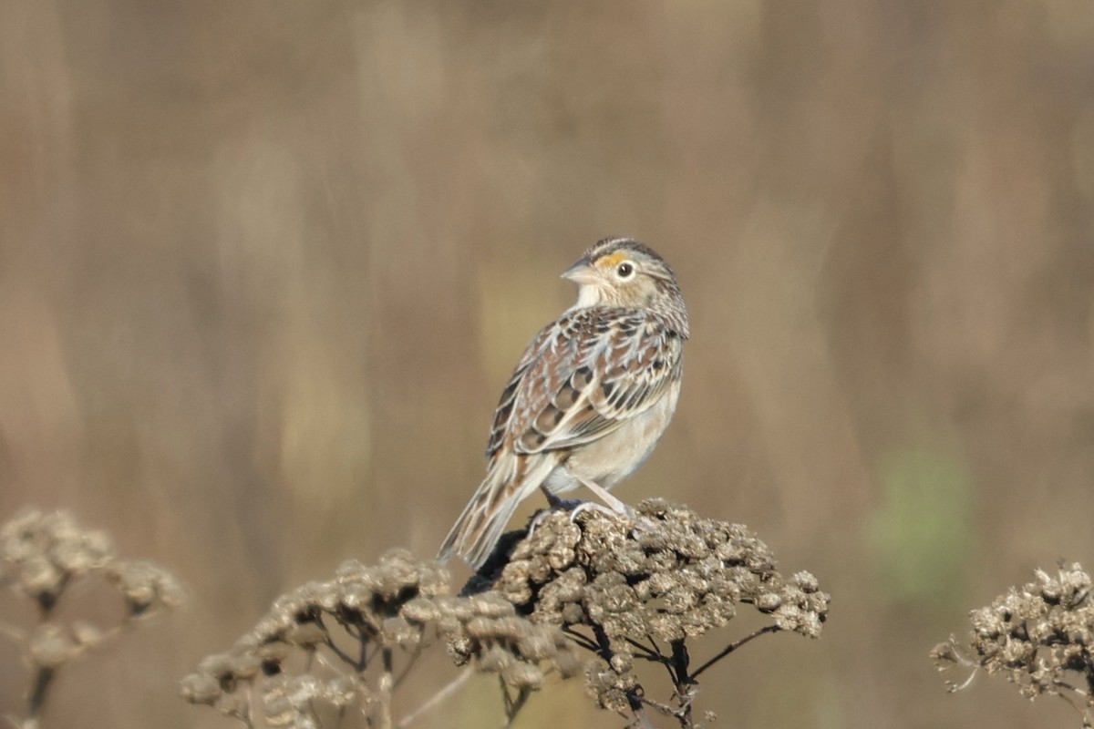 Grasshopper Sparrow - ML643774727