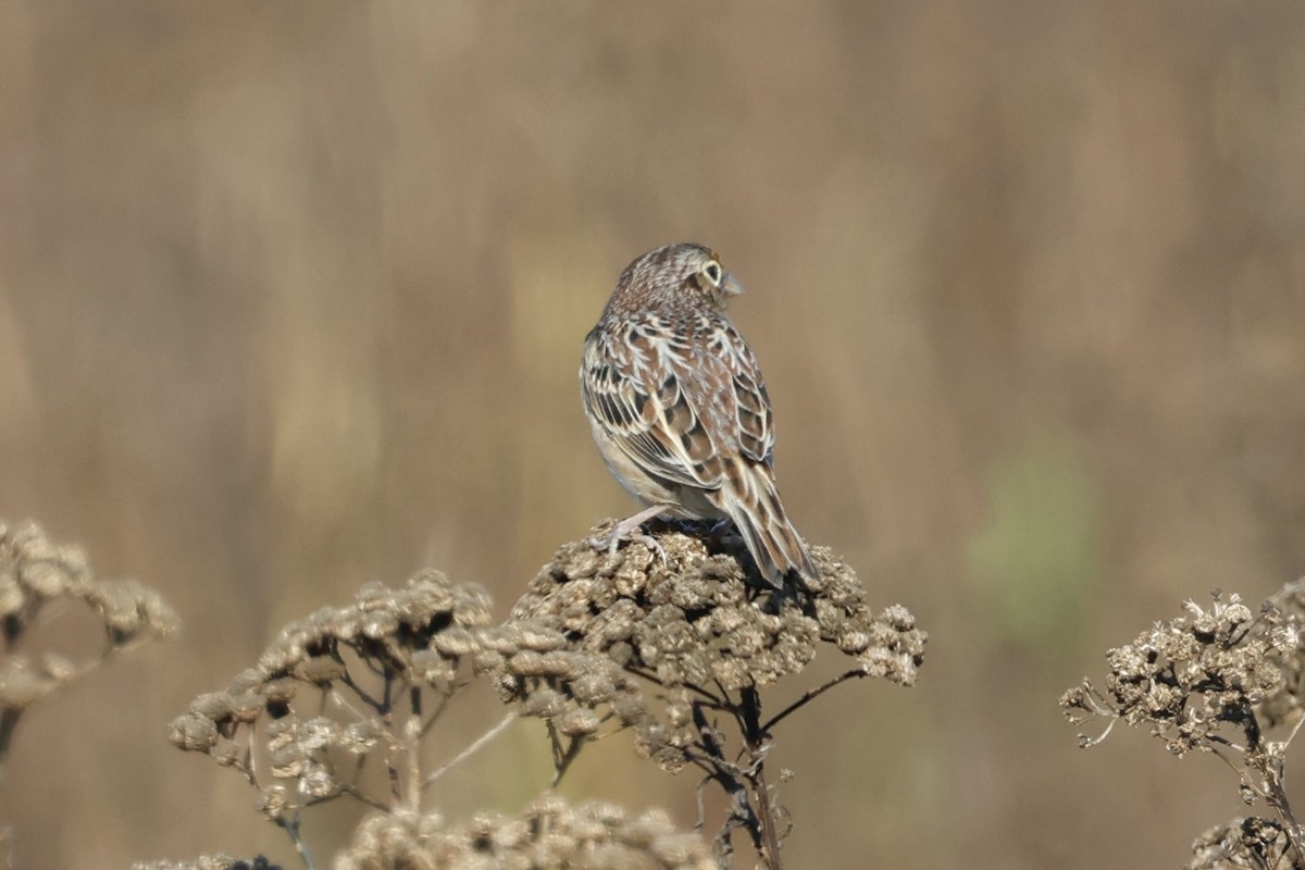 Grasshopper Sparrow - ML643774728