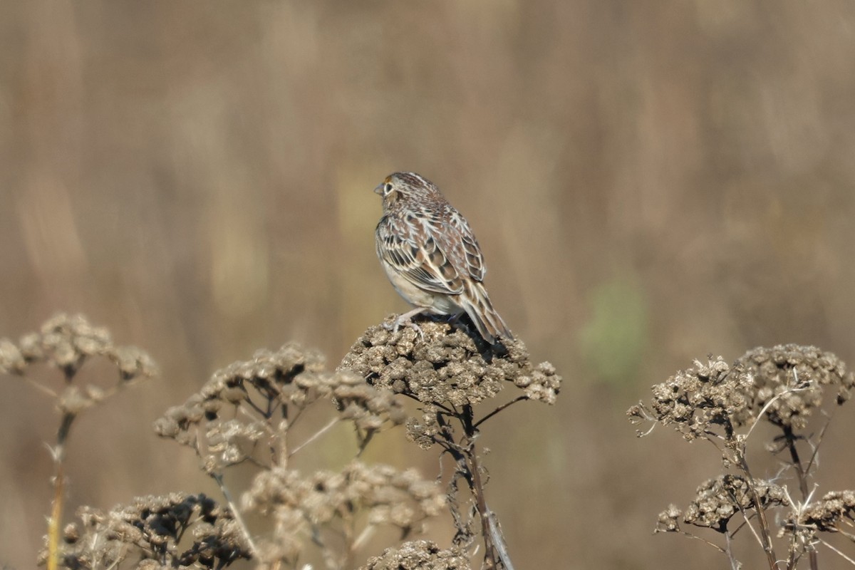 Grasshopper Sparrow - ML643774729