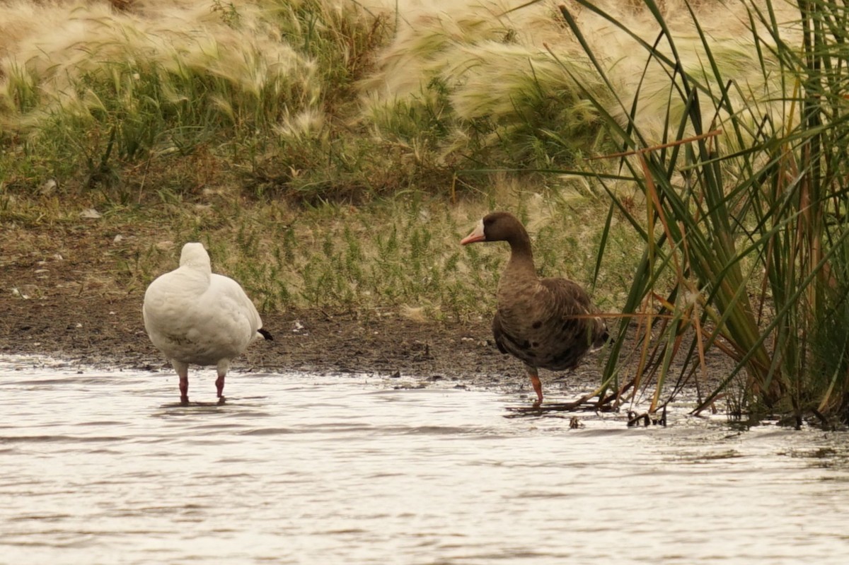 Greater White-fronted Goose - ML643774737