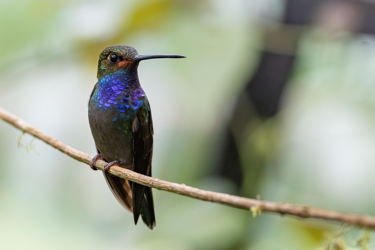 Colibri de Bouguer - ML643774742