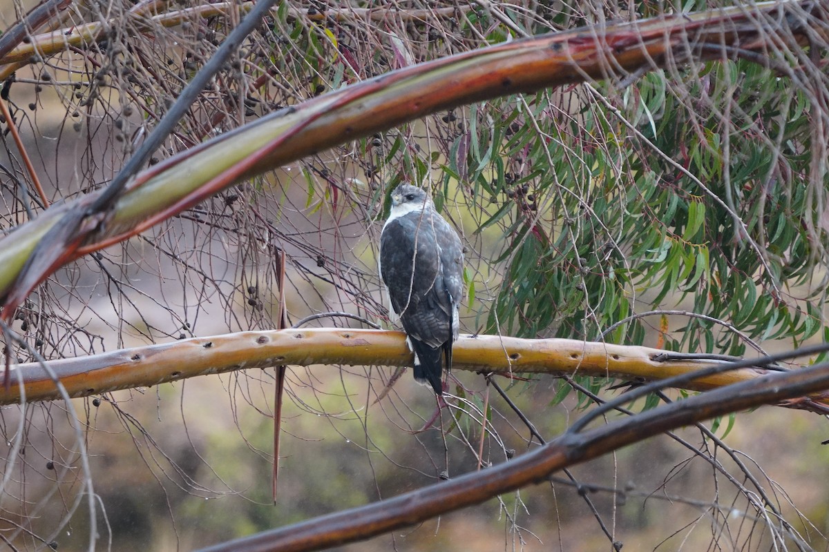 Variable Hawk - ML643774744
