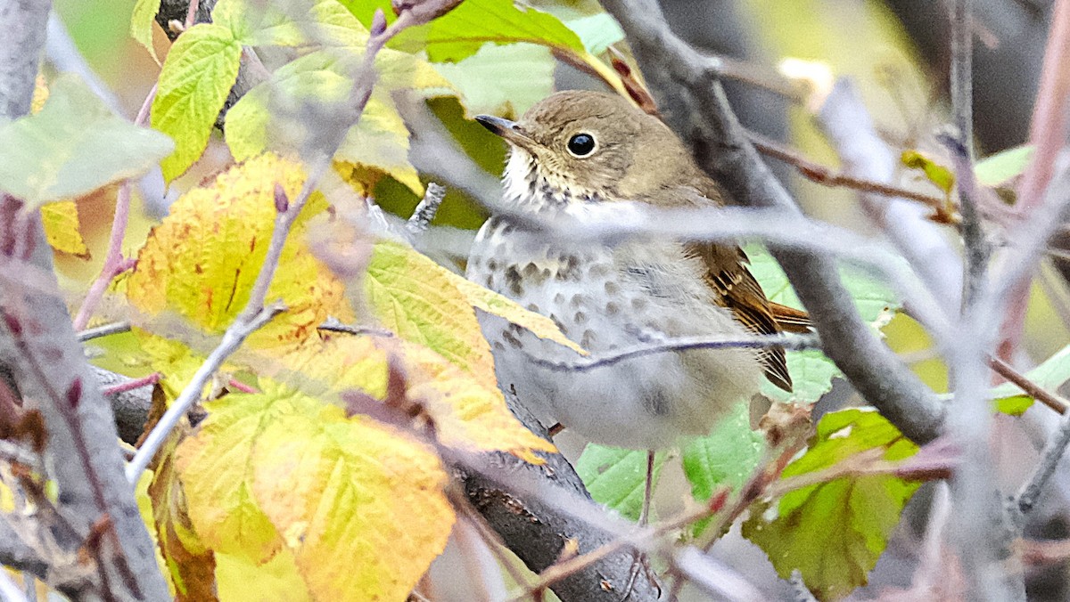 チャイロコツグミ - ML643774777