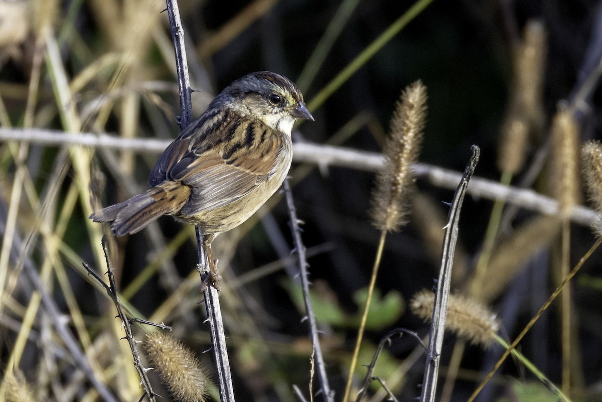 ヌマウタスズメ - ML643774779