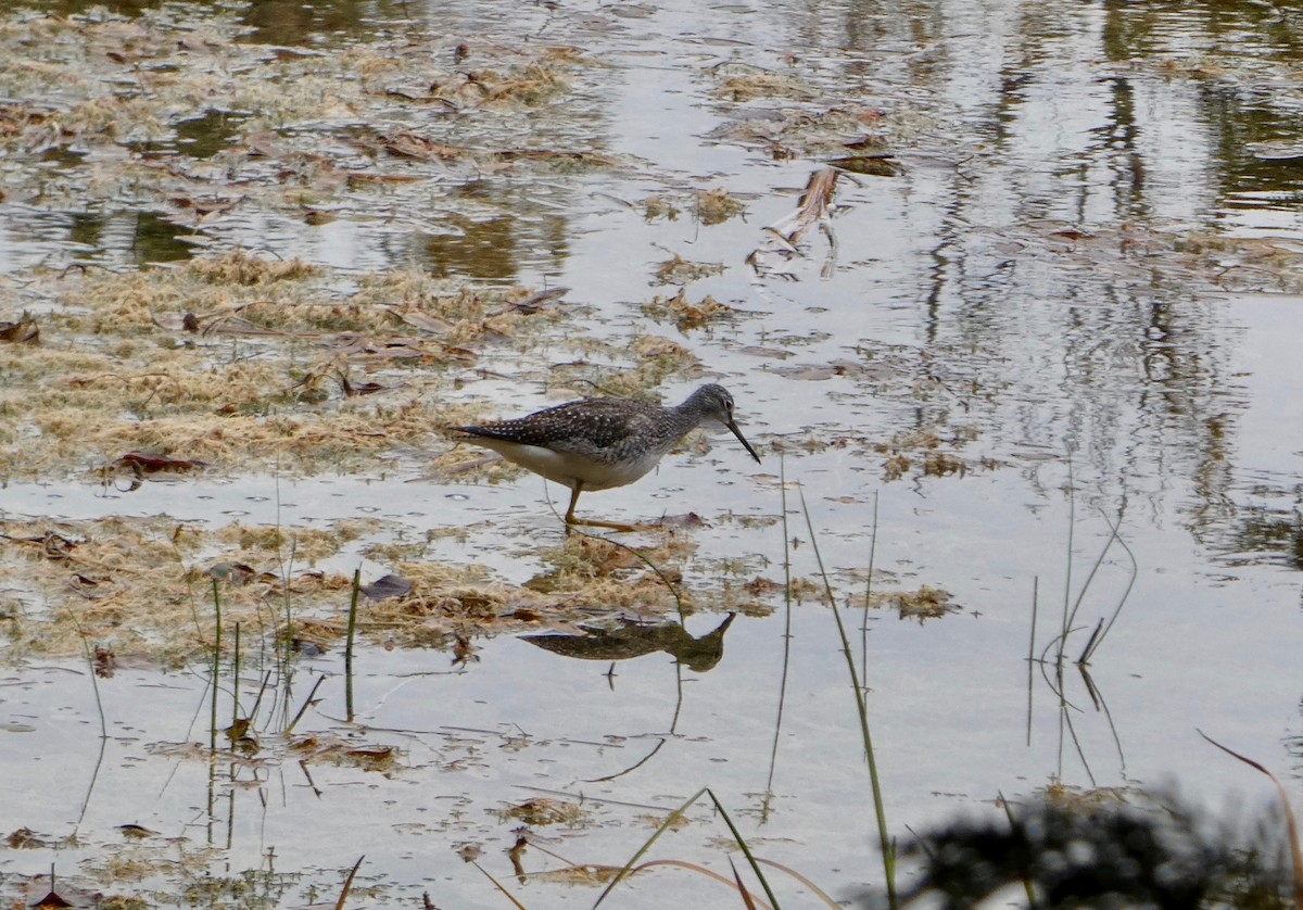 Greater Yellowlegs - ML643774781