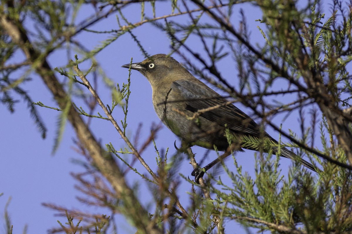 Rusty Blackbird - ML643774789