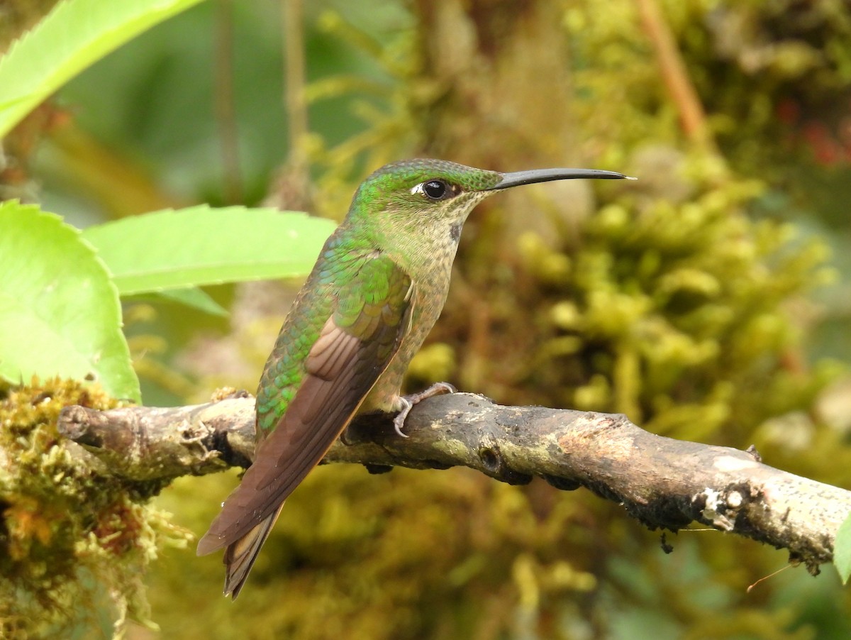 Fawn-breasted Brilliant - ML643774791
