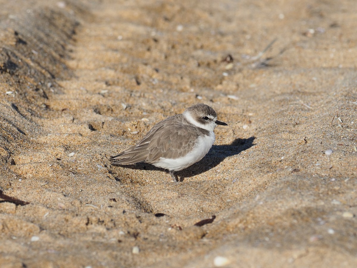 Snowy Plover - ML643774794