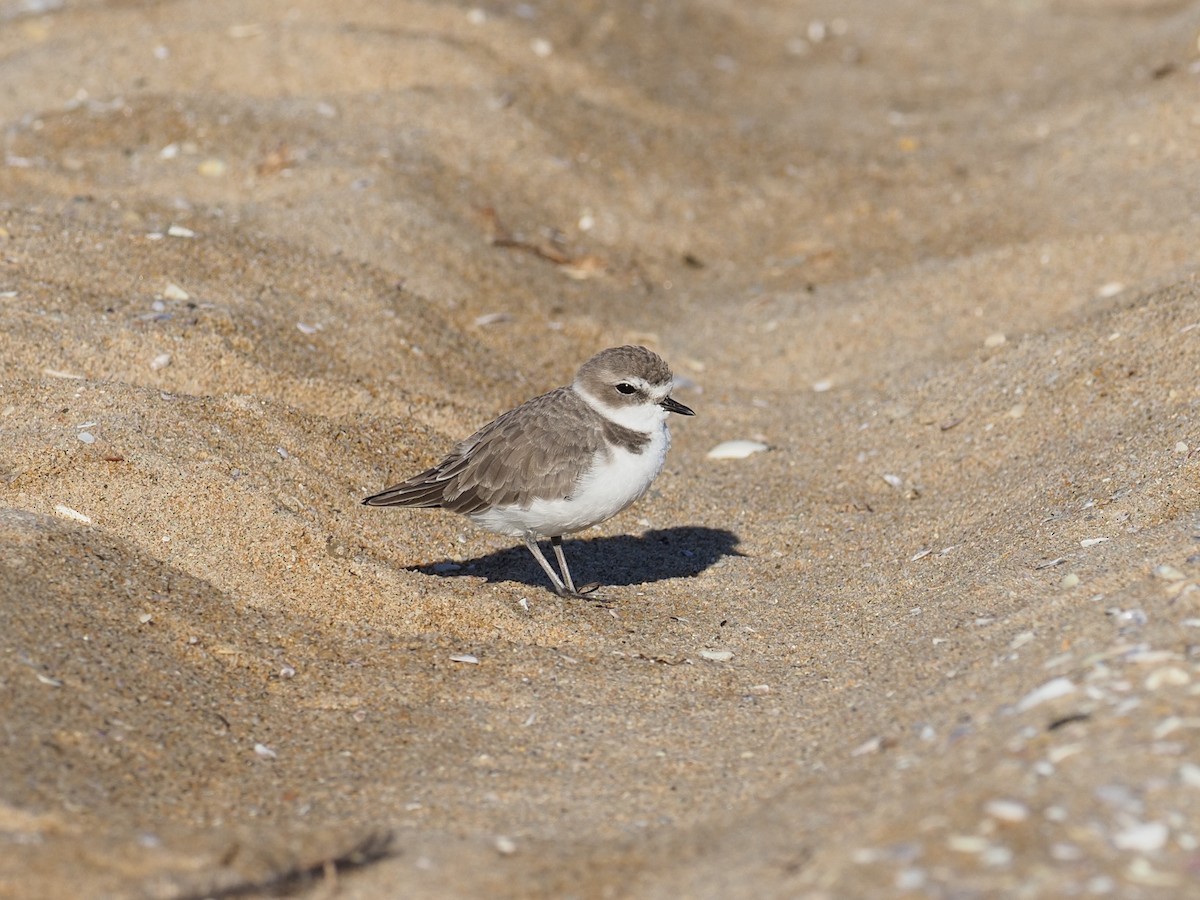 Snowy Plover - ML643774800