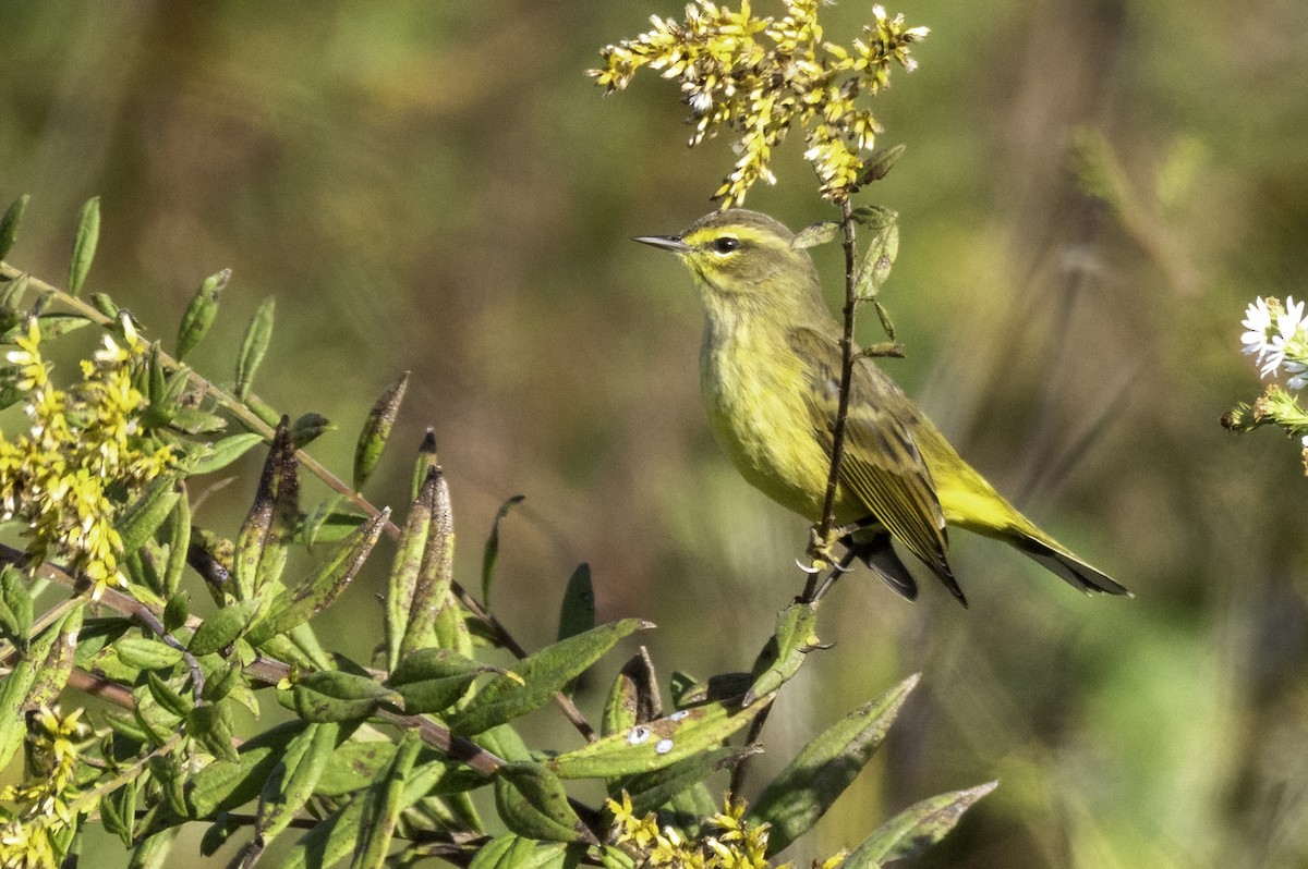 ヤシアメリカムシクイ - ML643774808