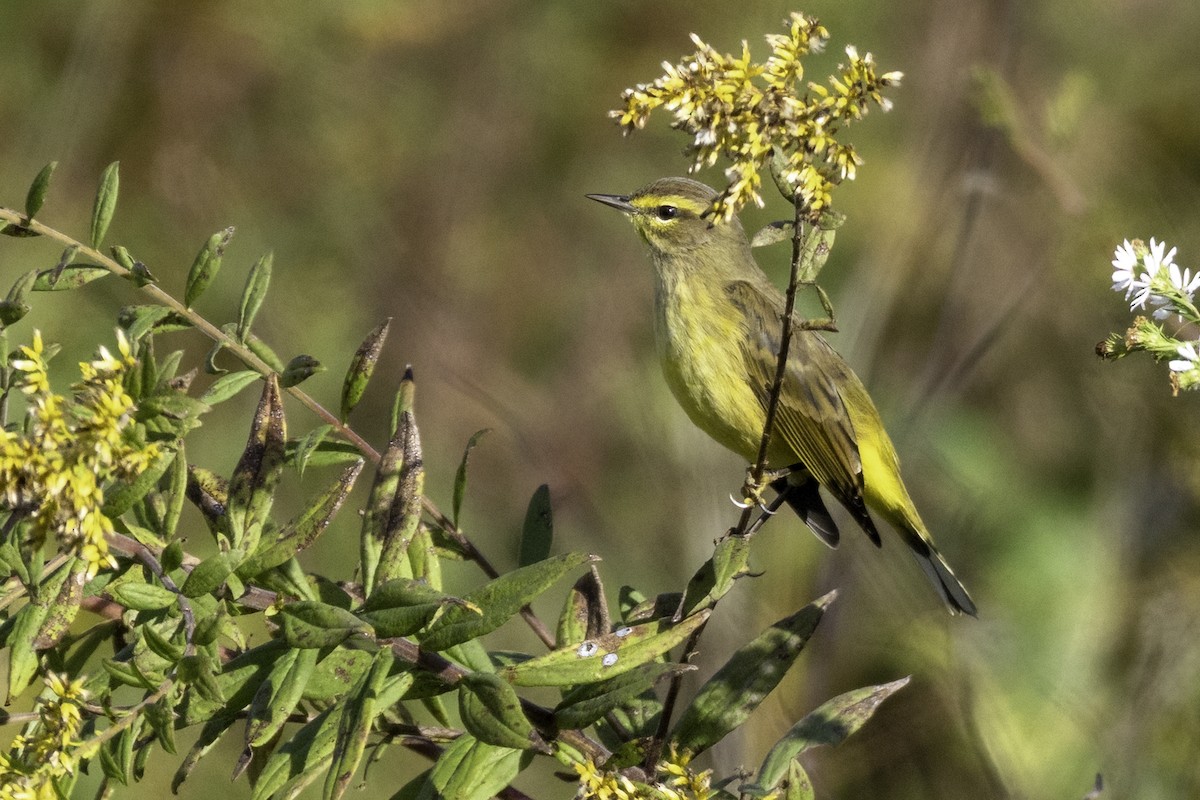 ヤシアメリカムシクイ - ML643774809