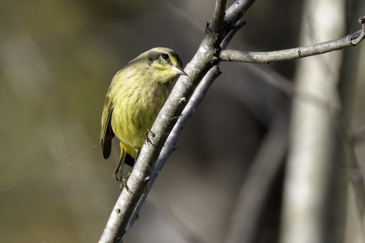 ヤシアメリカムシクイ - ML643774810