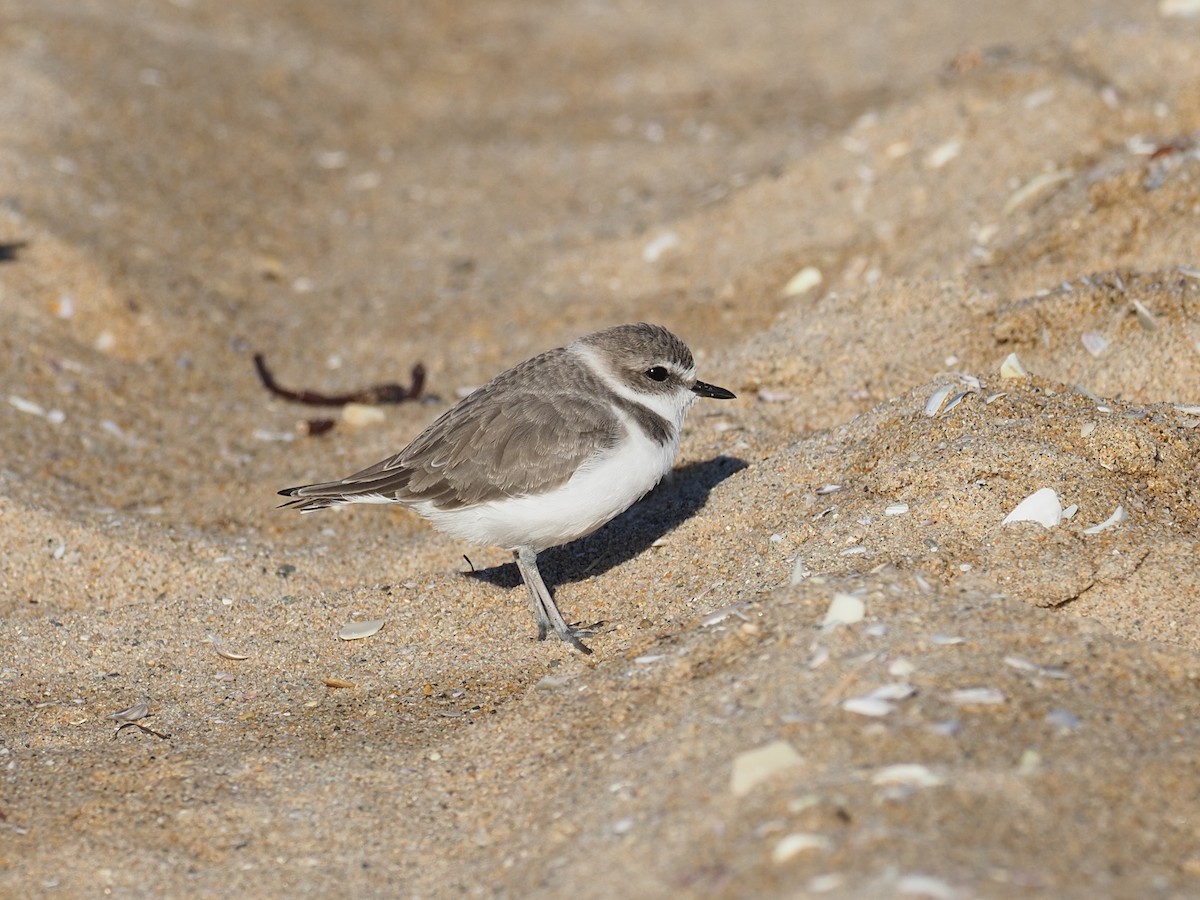 Snowy Plover - ML643774811