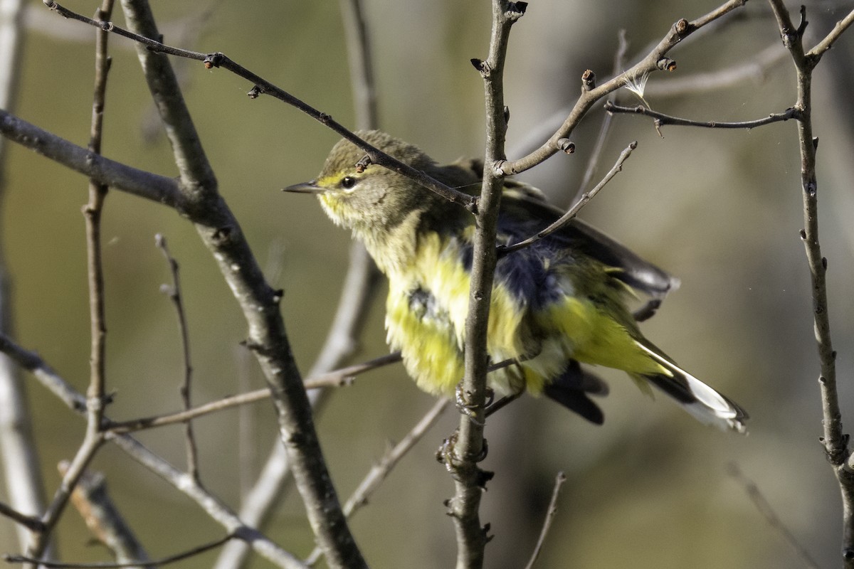 ヤシアメリカムシクイ - ML643774812