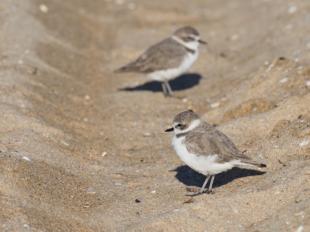 Snowy Plover - ML643774814