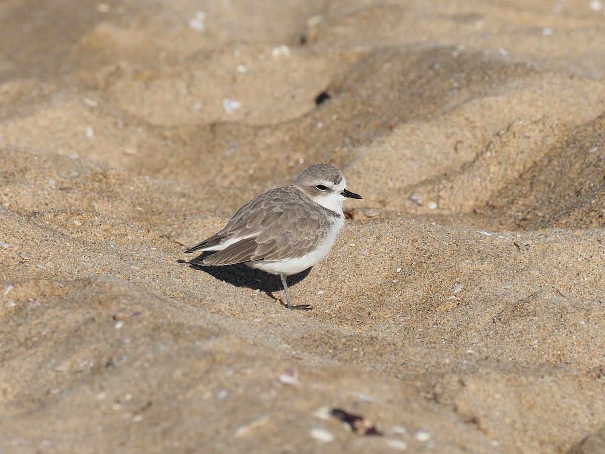 Snowy Plover - ML643774824