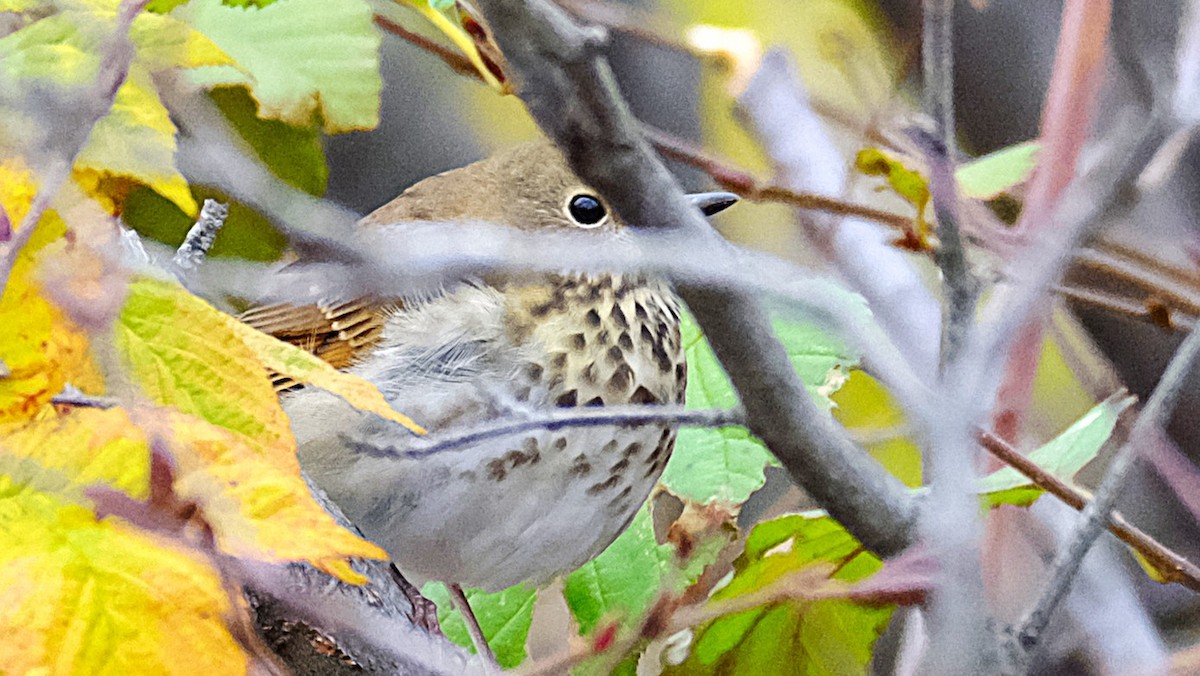 チャイロコツグミ - ML643774825