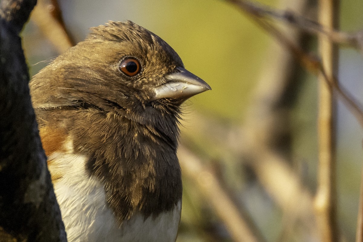 ワキアカトウヒチョウ - ML643774826