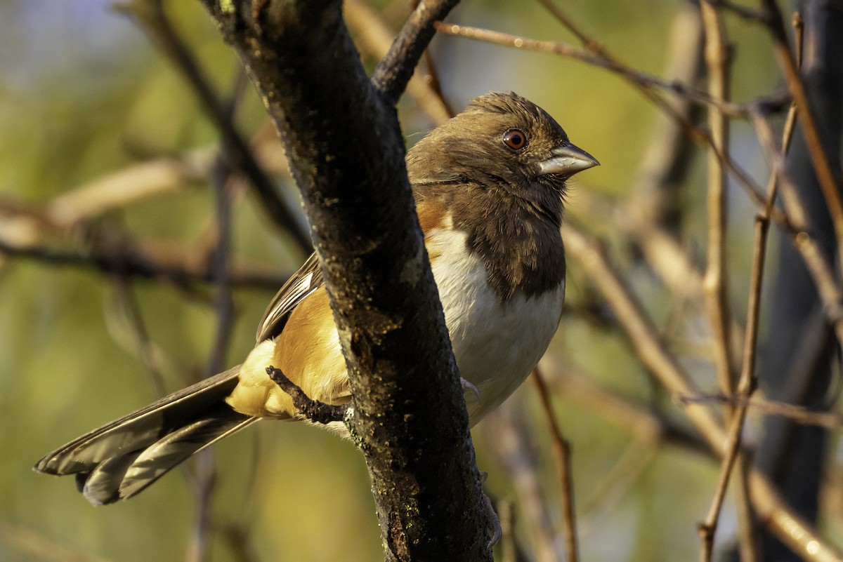 ワキアカトウヒチョウ - ML643774827