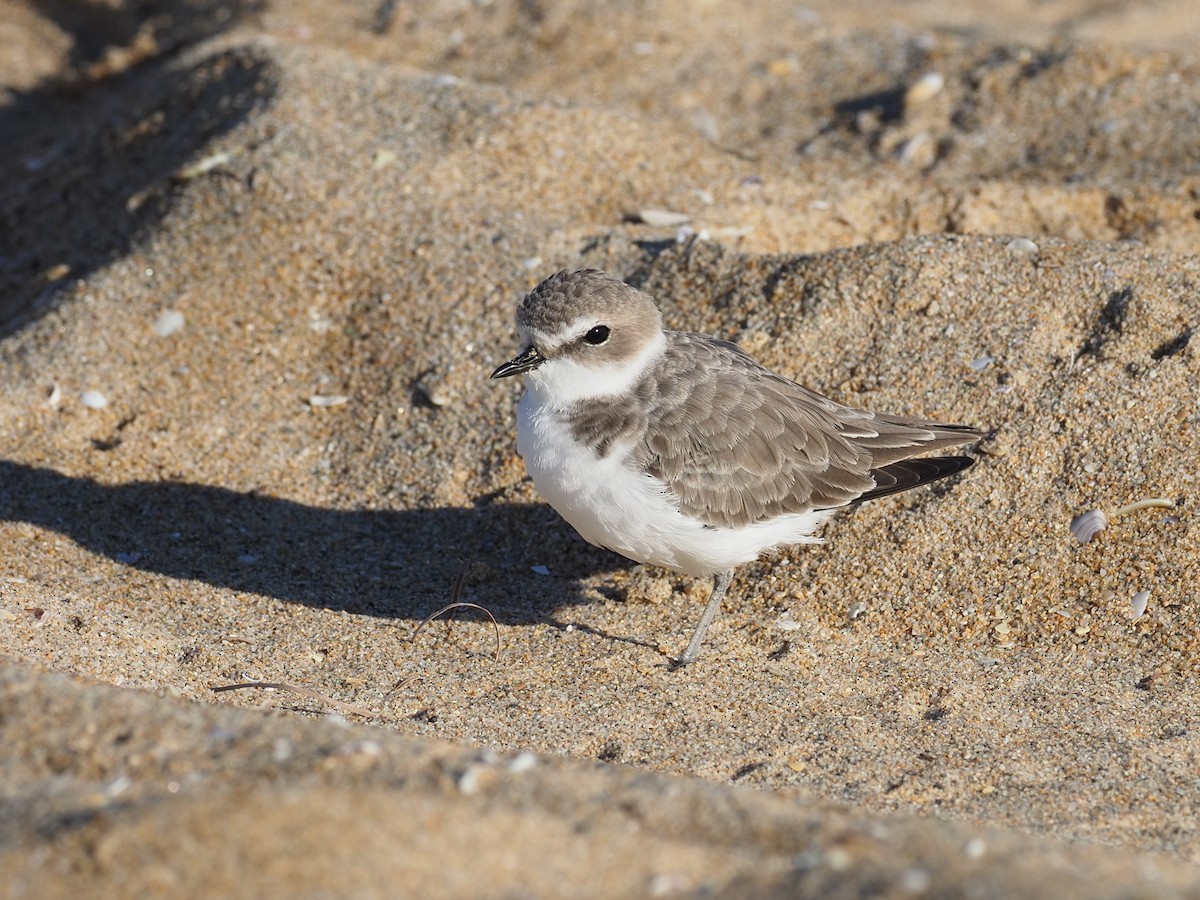 Snowy Plover - ML643774830