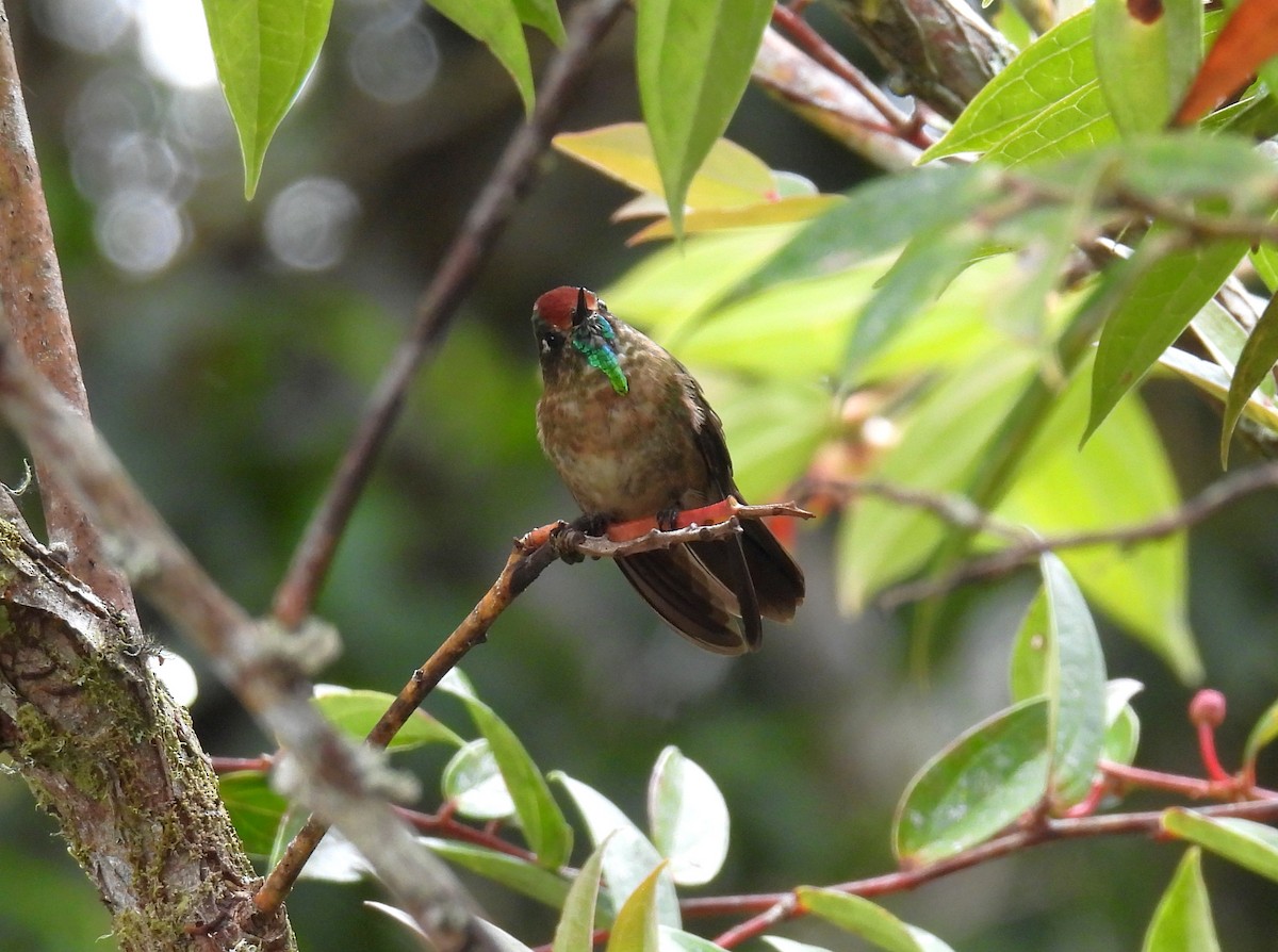 brunkronenålkolibri - ML643774831