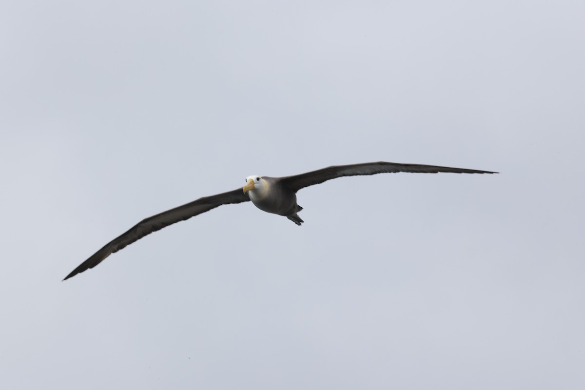 galapagosalbatross - ML643774834