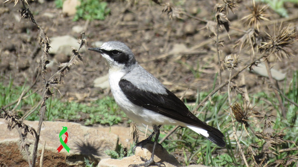 Northern Wheatear (Eurasian) - ML643774843