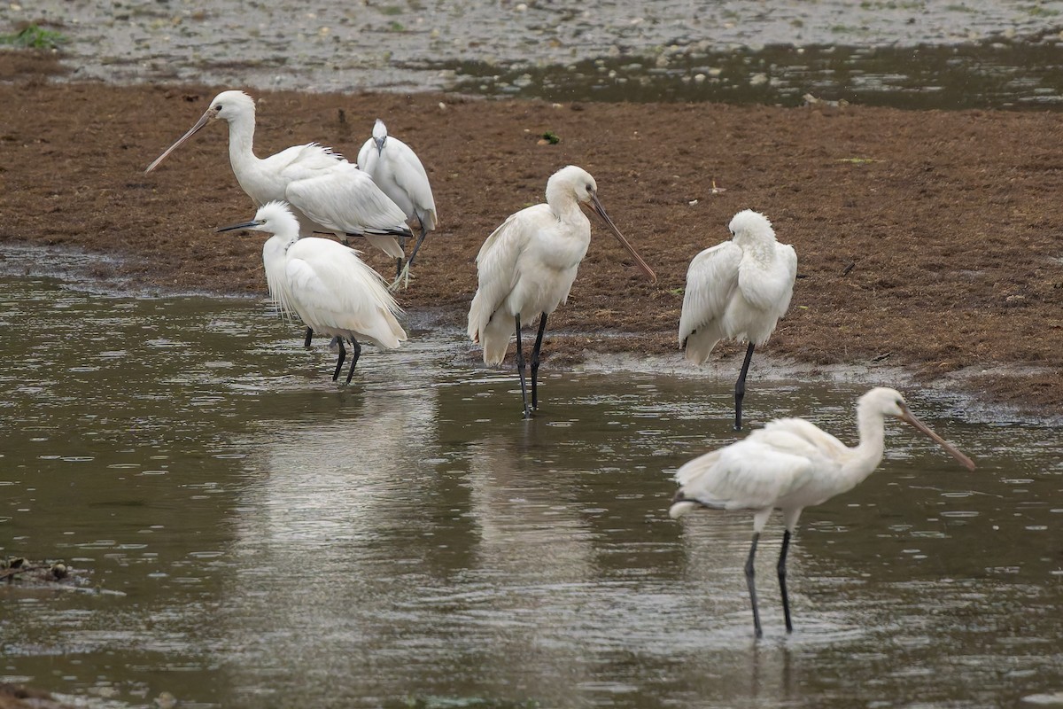 skjestork - ML643774856