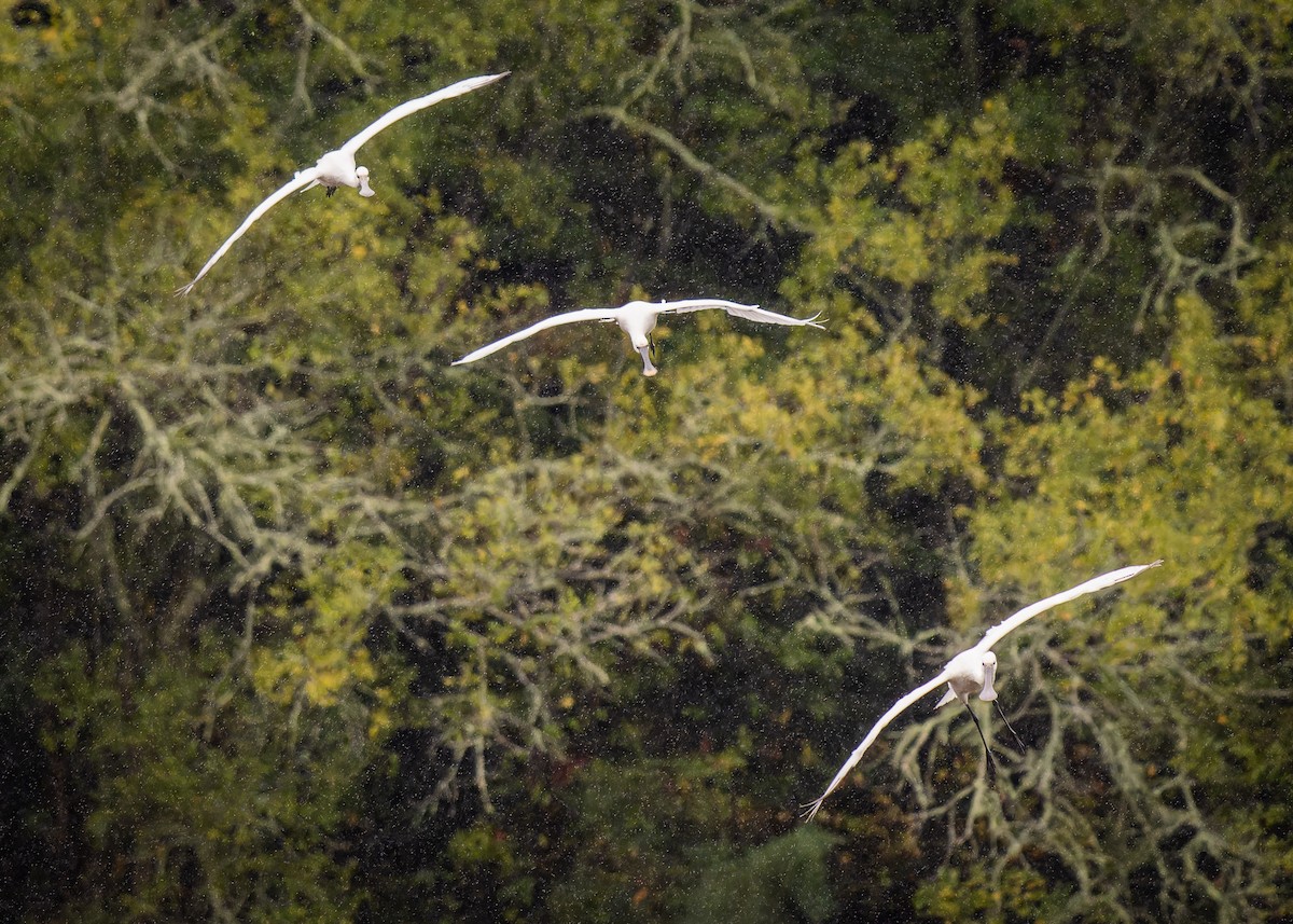 skjestork - ML643774858