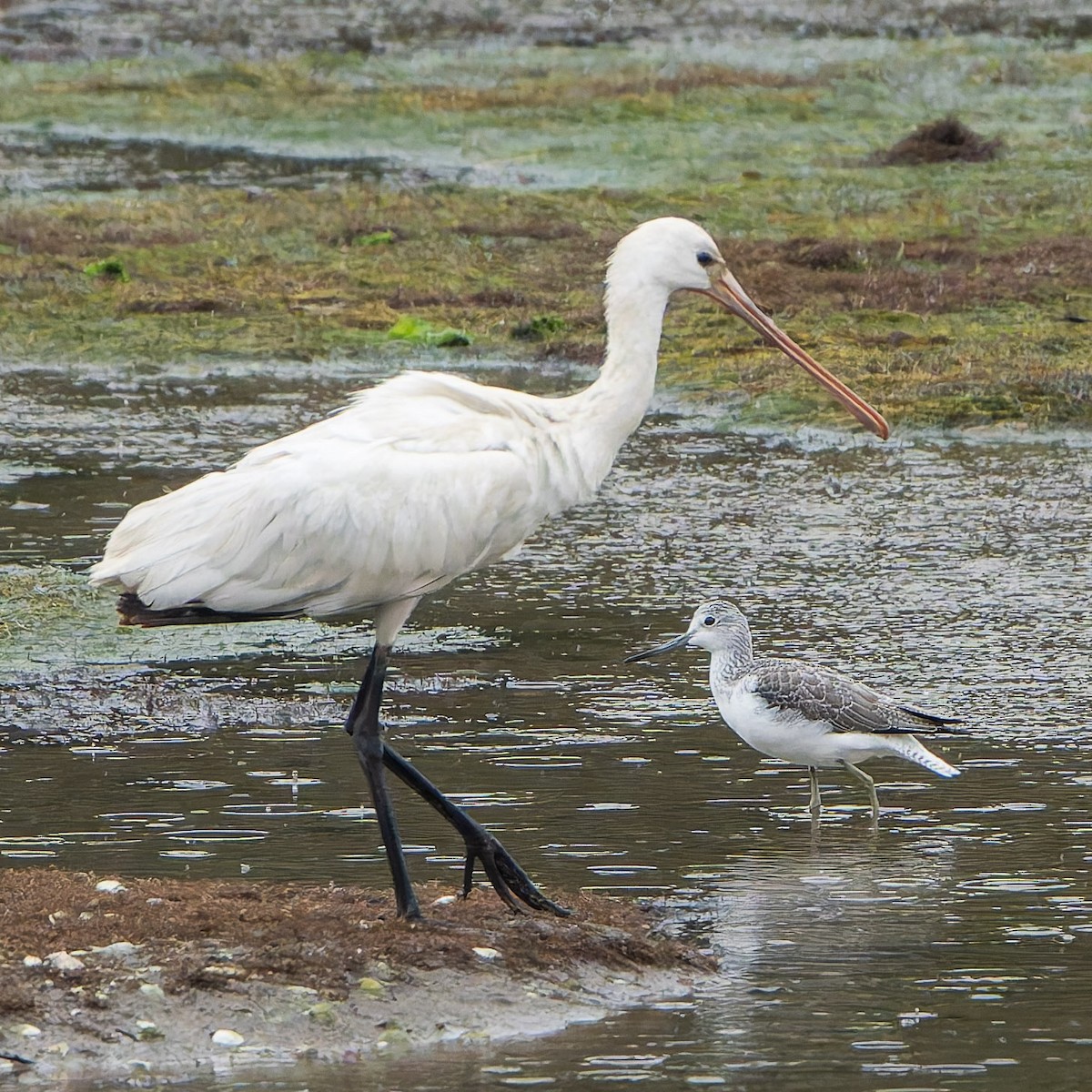 gluttsnipe - ML643774864