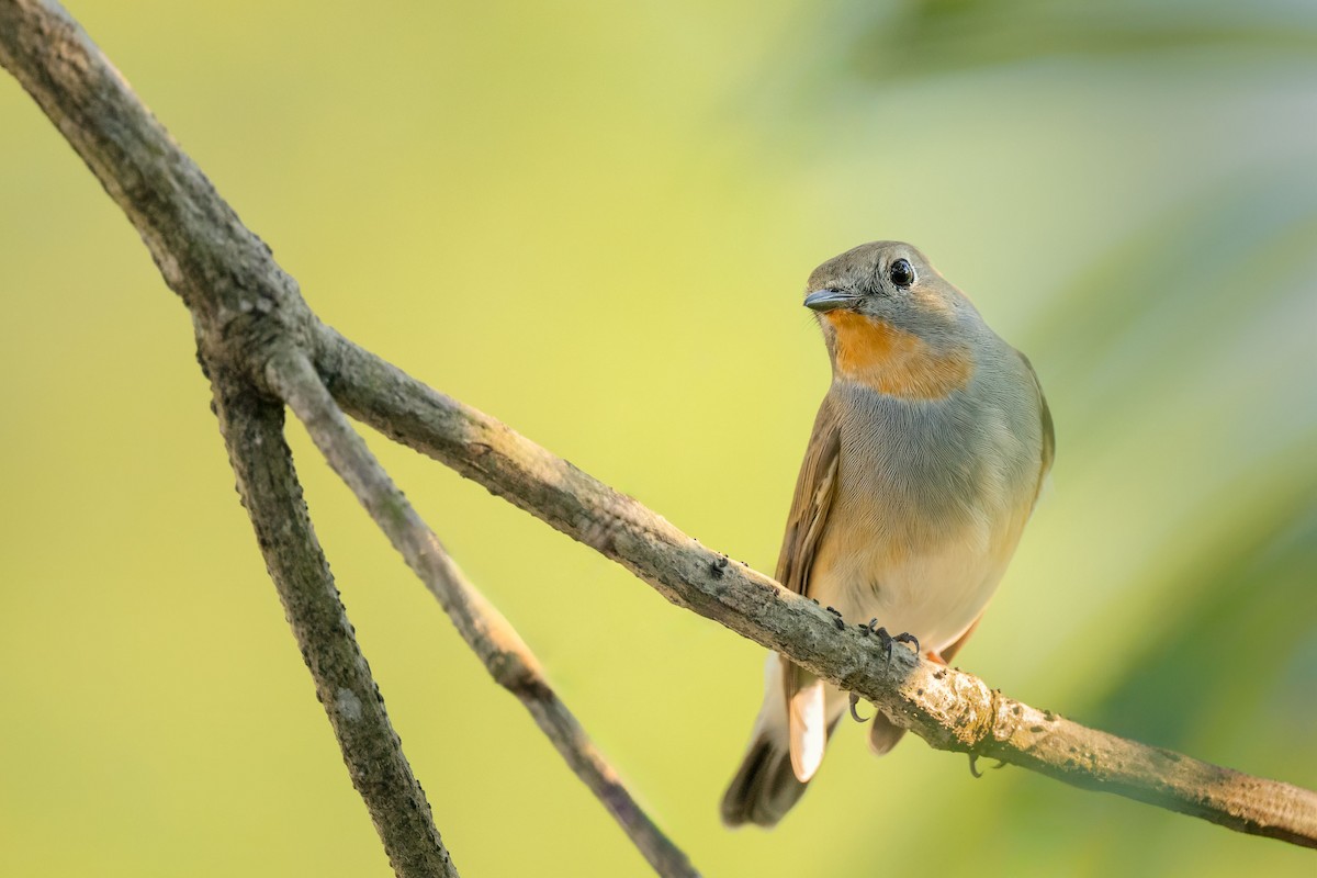Taiga Flycatcher - ML643774886
