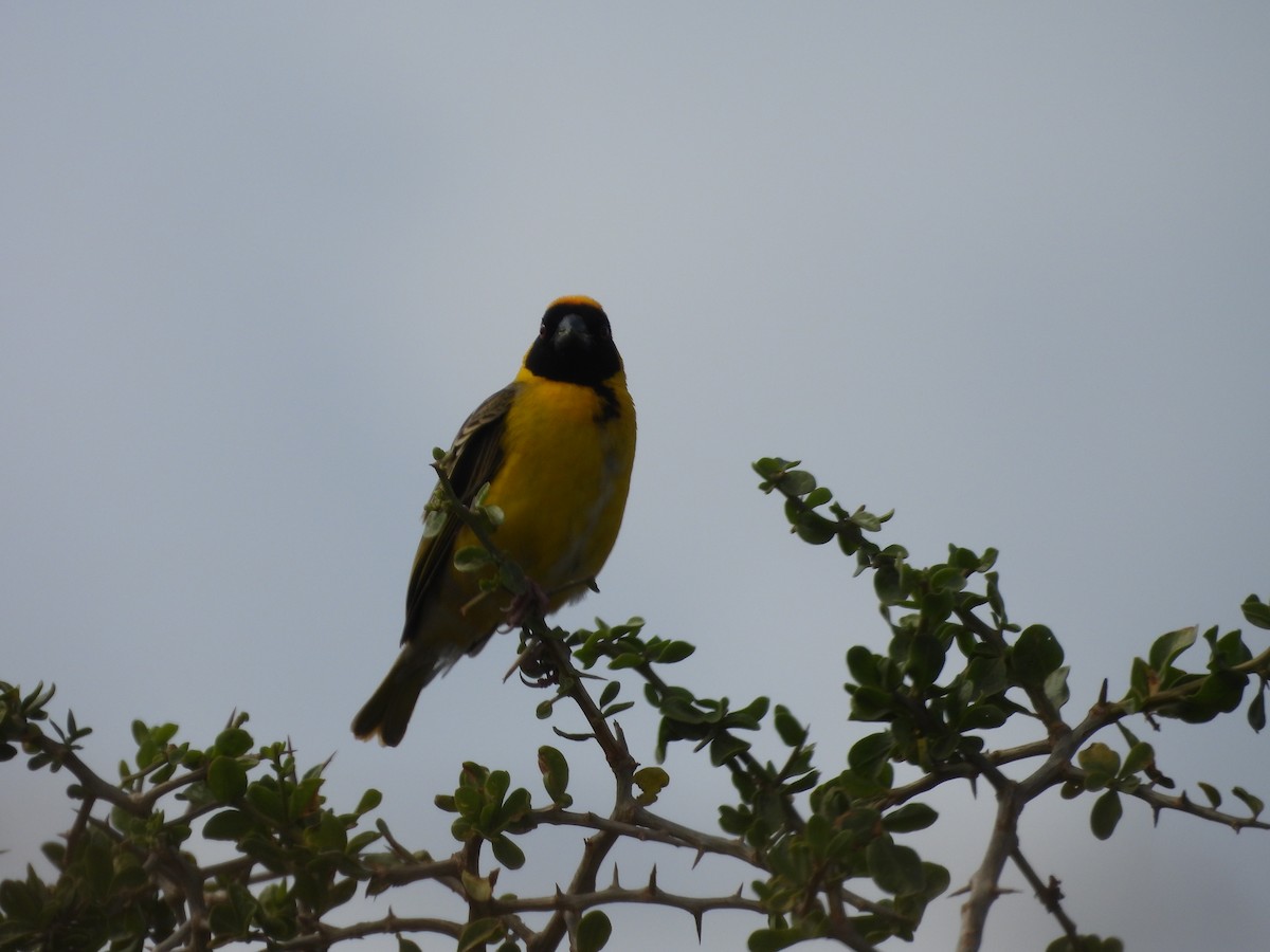 Southern Masked-Weaver - ML643774914
