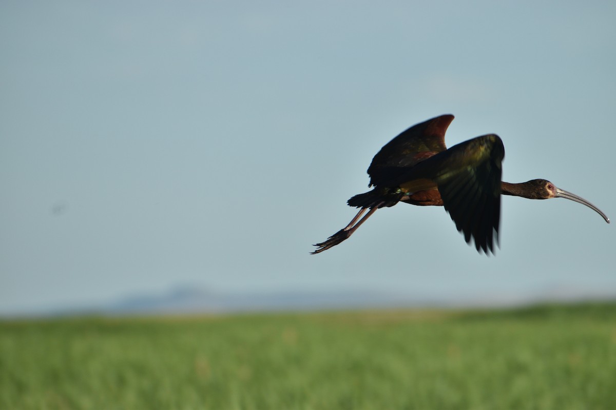 White-faced Ibis - ML643774915