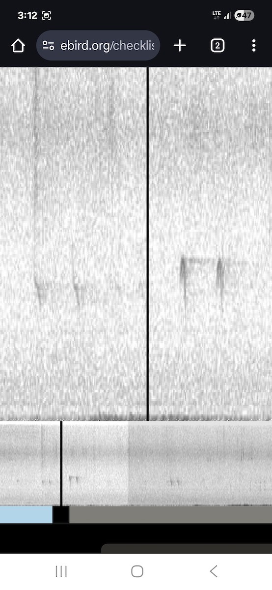 Red Crossbill - ML643774918