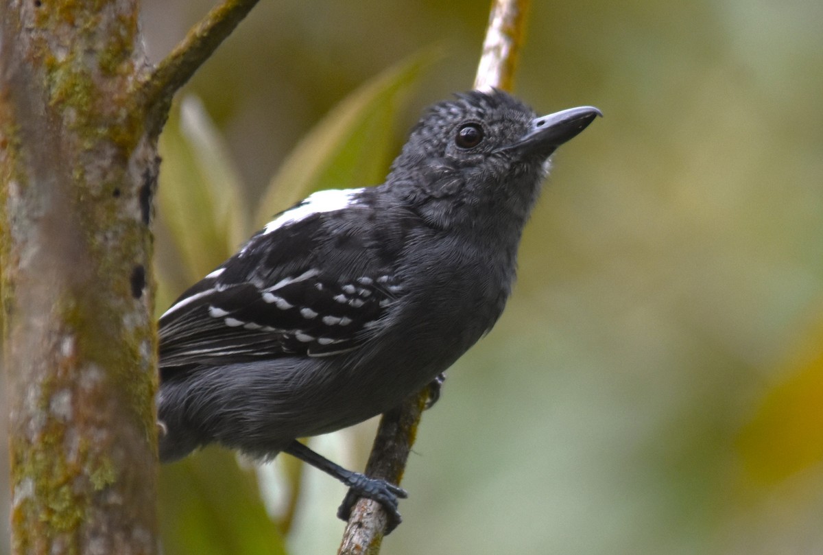 Black-crowned Antshrike - ML643774946