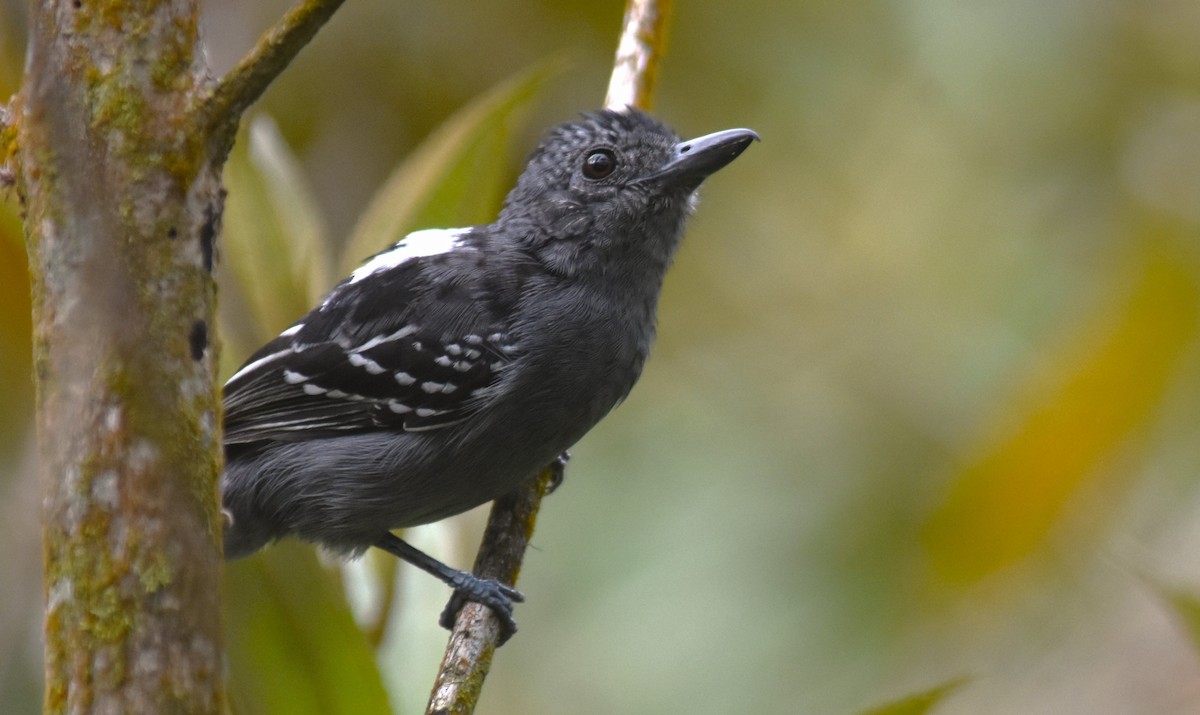 Black-crowned Antshrike - ML643774947