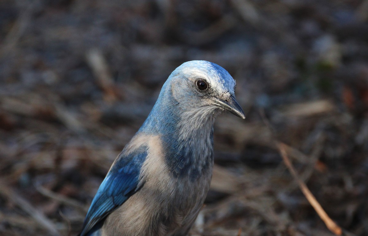 Florida Scrub-Jay - ML643774948