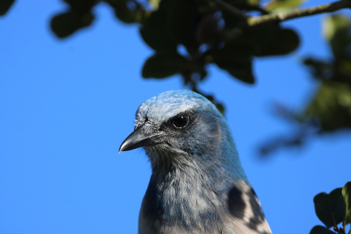 Florida Scrub-Jay - ML643774949