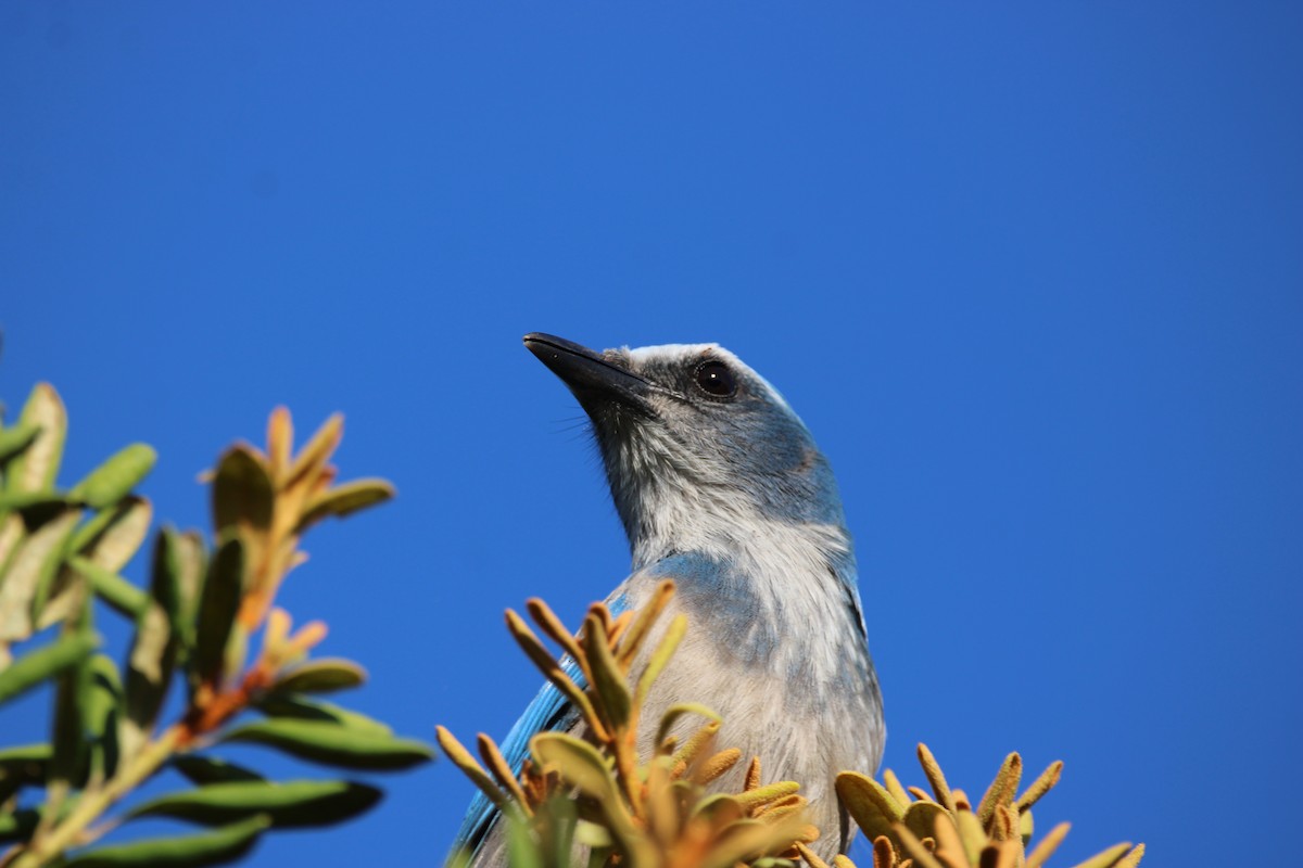 Florida Scrub-Jay - ML643774950