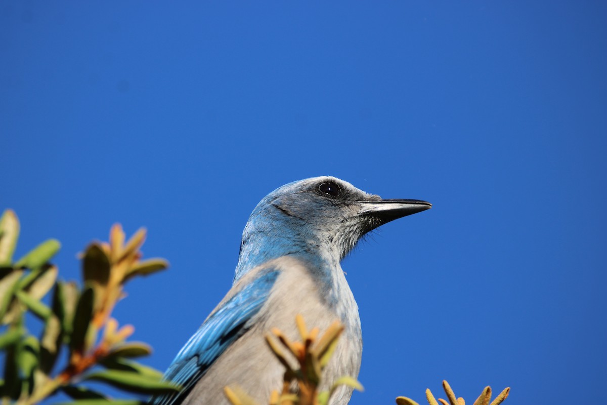 Florida Scrub-Jay - ML643774951