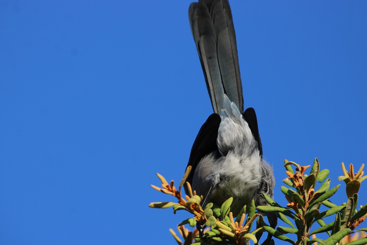 Florida Scrub-Jay - ML643774952