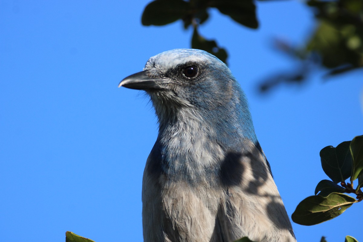 Florida Scrub-Jay - ML643774953