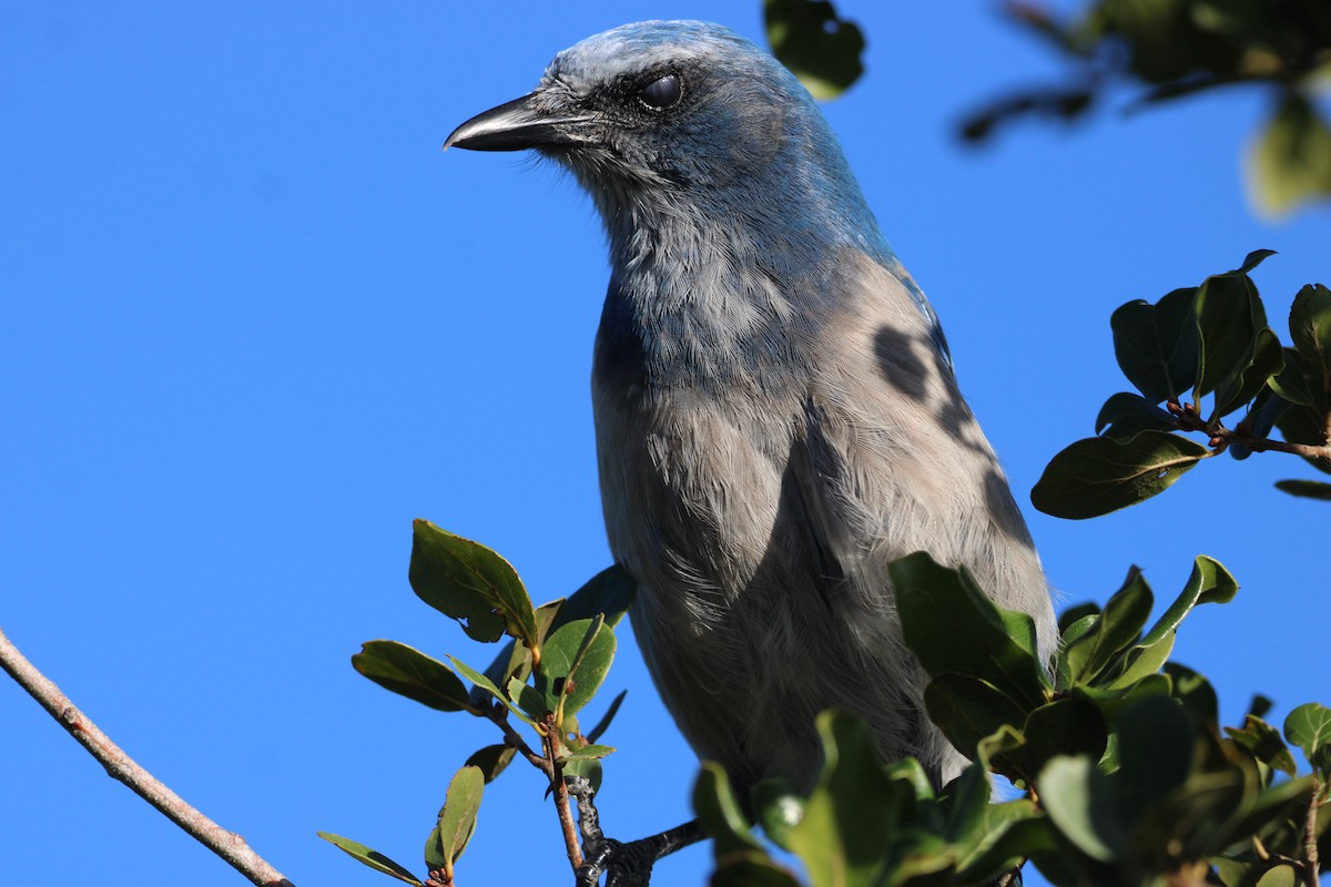 Florida Scrub-Jay - ML643774954
