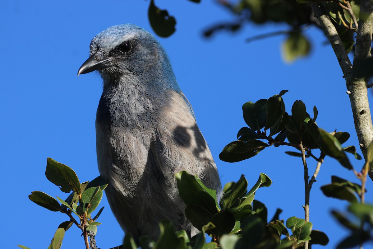 Florida Scrub-Jay - ML643774955