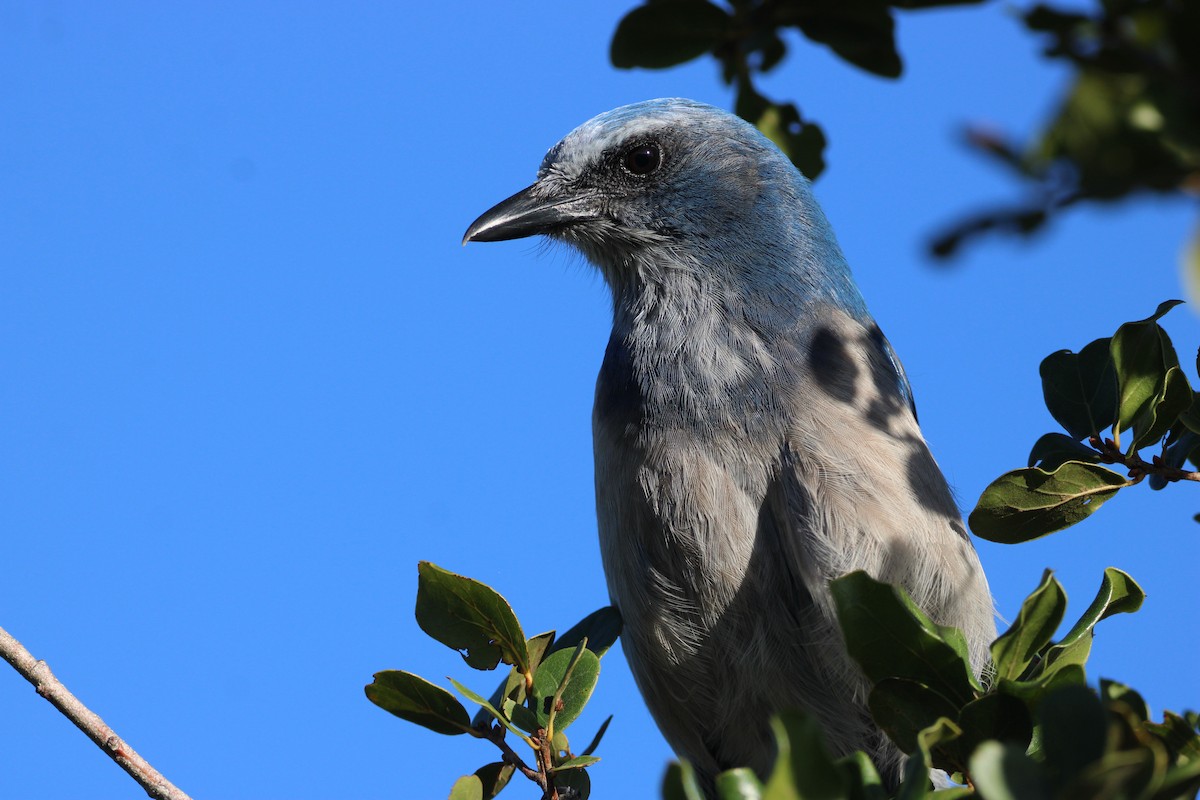 Florida Scrub-Jay - ML643774956