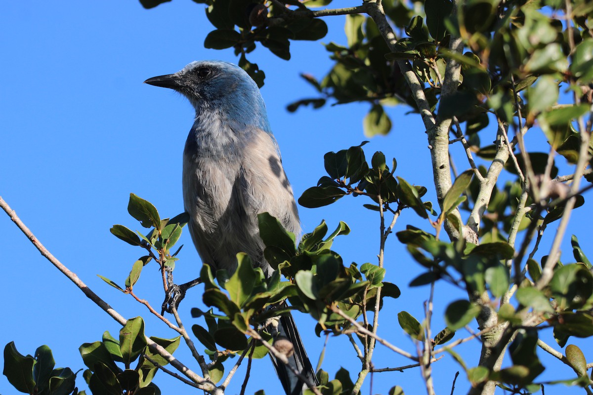 Florida Scrub-Jay - ML643774959