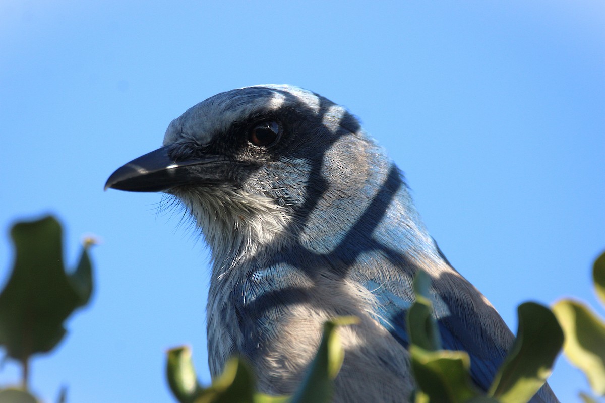 Florida Scrub-Jay - ML643774960