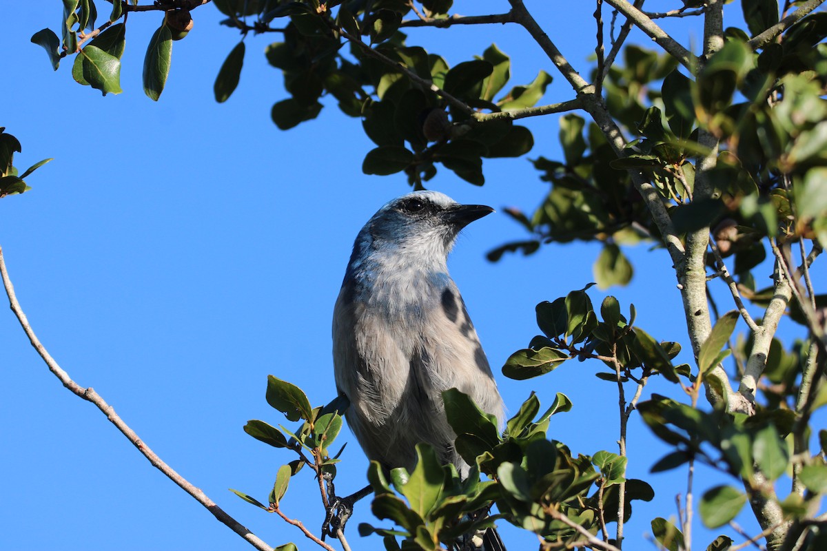 Florida Scrub-Jay - ML643774961