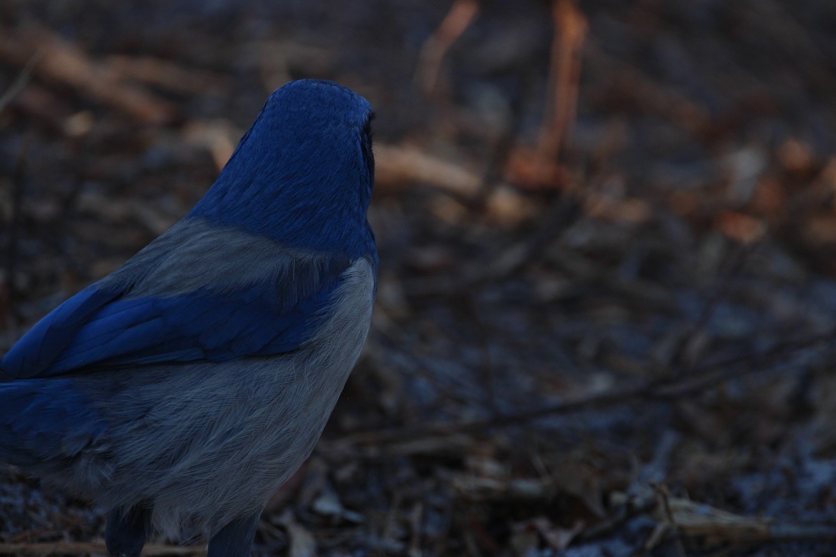 Florida Scrub-Jay - ML643774962